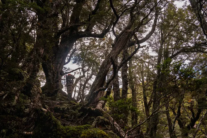 Hunter in the rain forest of New Zealand