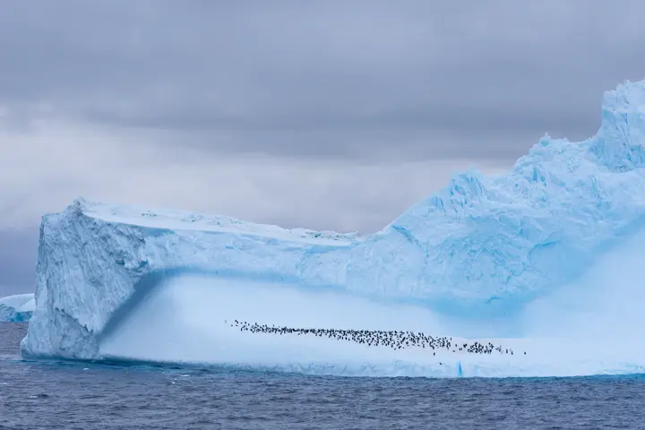 Penguin colony in the Antartica