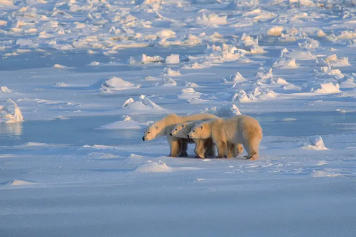 Polar bears in Antarctica