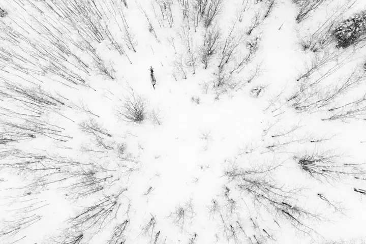 Birds, Leica Gallery Constance