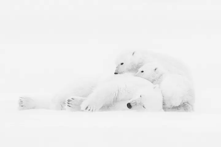 Icebear Leica Gallery Constance