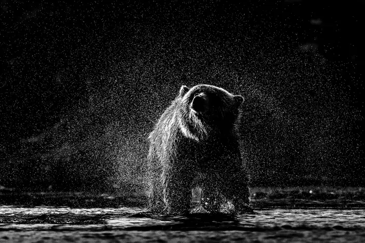 Bear, Leica Gallery Constance