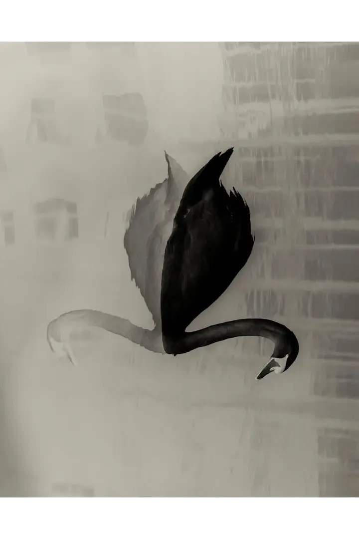 Black and white image of a Swan.