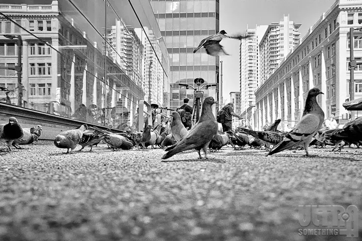 B&W Pigeons on the street
