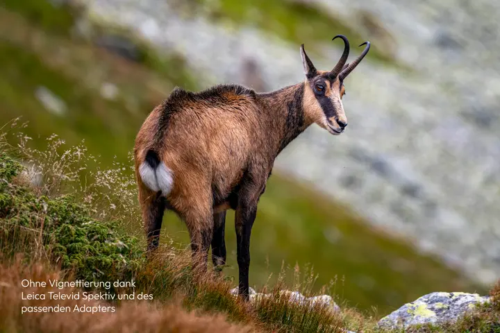 Chamois in the mountains without vignetting