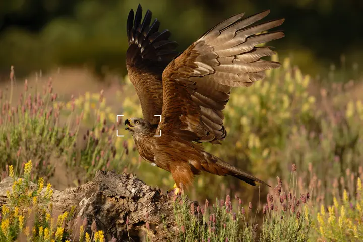 Bird of prey sitting on the ground