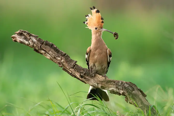 A hoopoe sitting on a tree