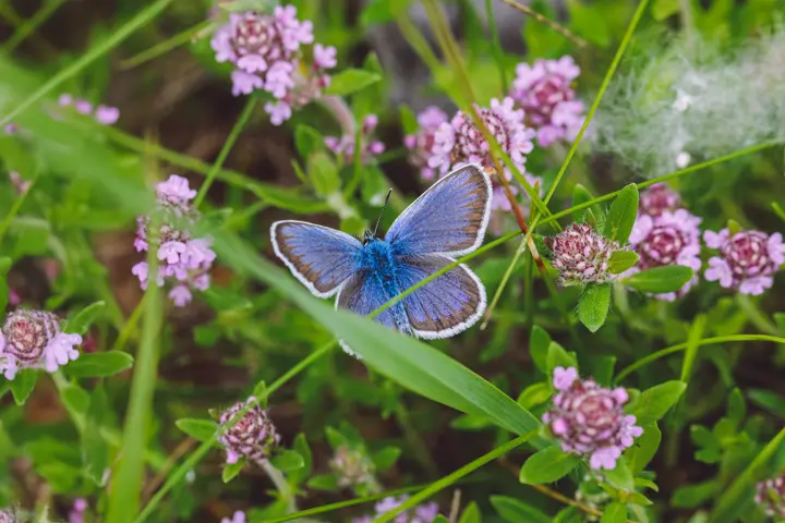 Butterfly in the gras