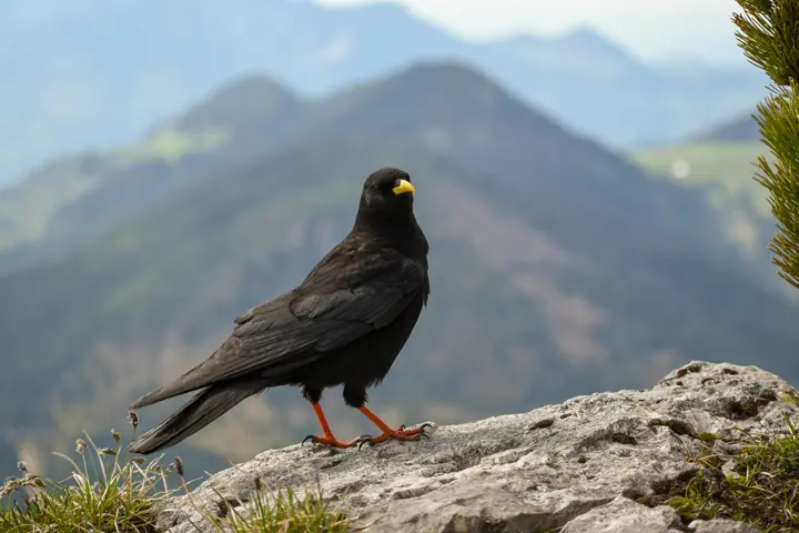 Yellow-billed chough in the mountains