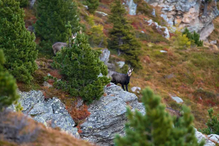 Chamois in the mountains