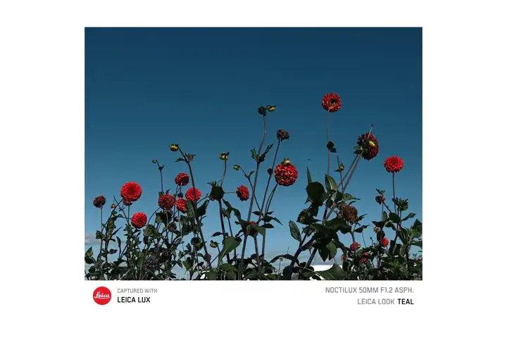 Red flowers under the blue sky