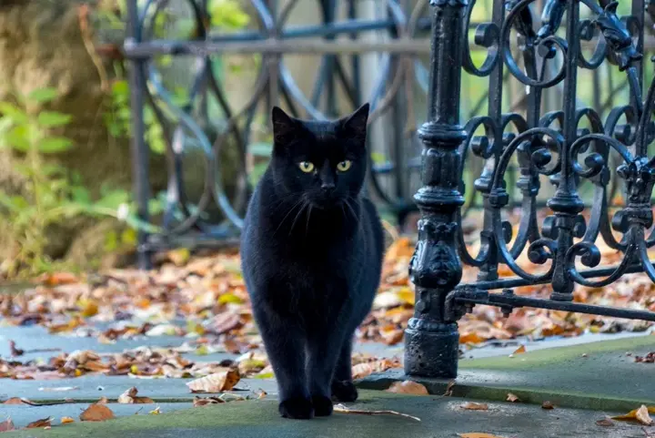 black cat