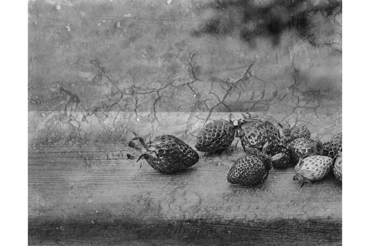 Fraises sur une tableau