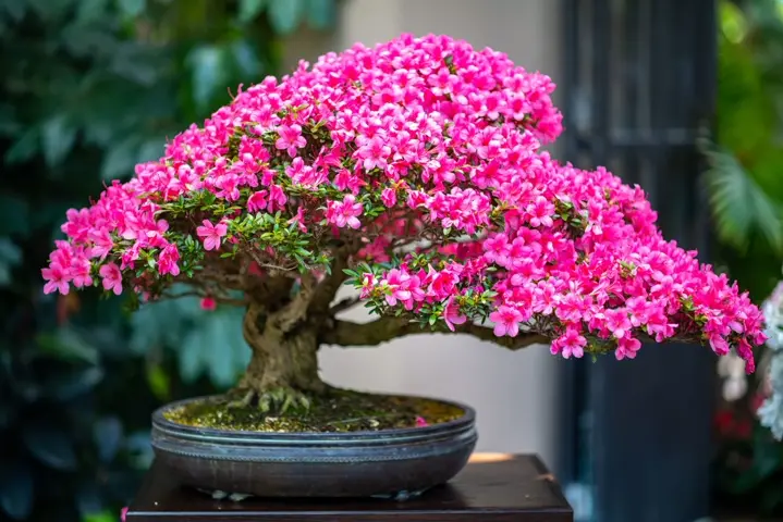 pink bonzai tree