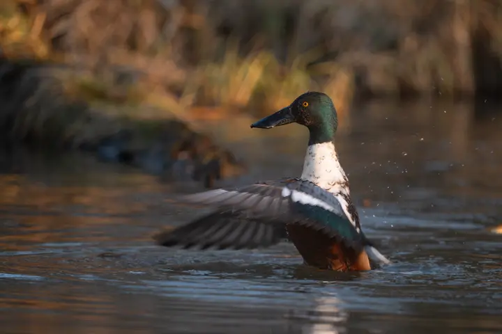 Northern Shoveler