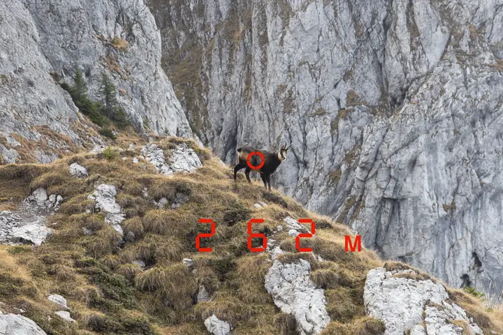 Chamois in the mountains with measured distance