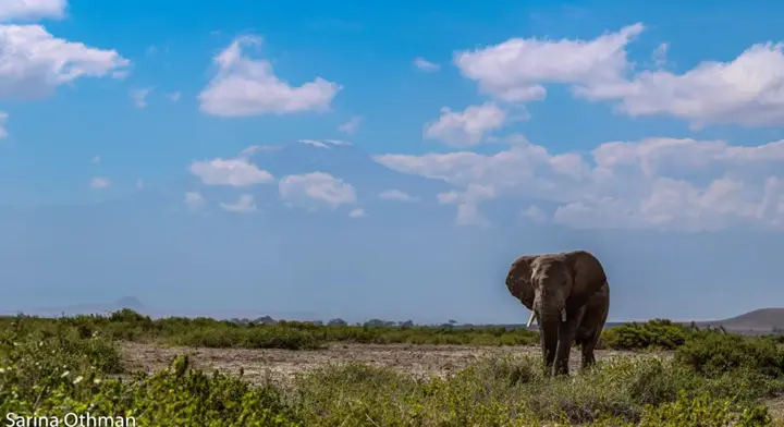 singular elehant and blue sky
