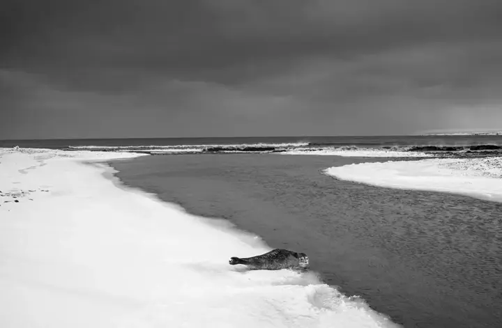 seal at the river b&w