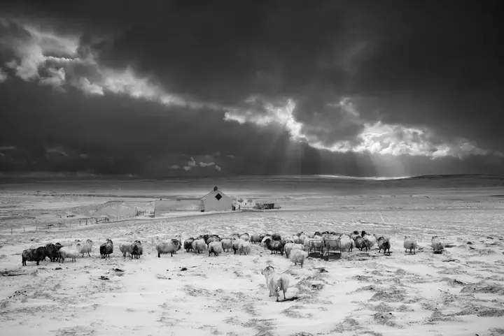 herd of sheep b&w