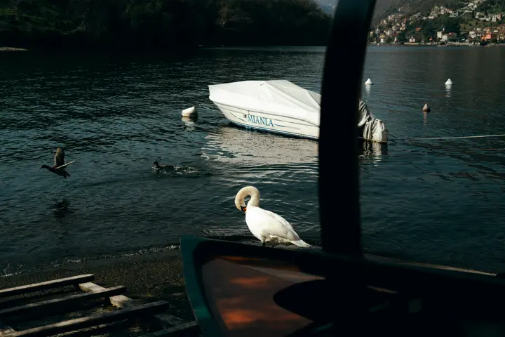 Aves en Italia