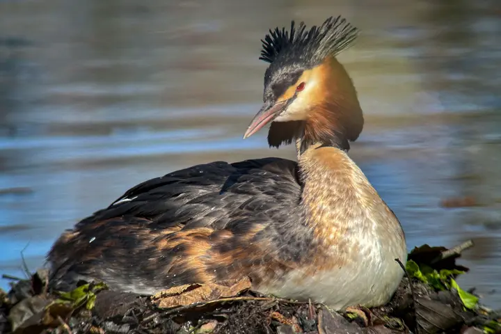 Great Crested Grebe sitting on a nest
