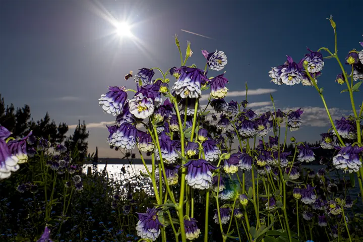 Spring Magic Blue & White flowers in the sun
