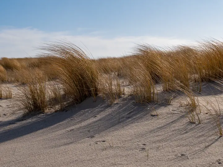 Dunes and gras in the wind