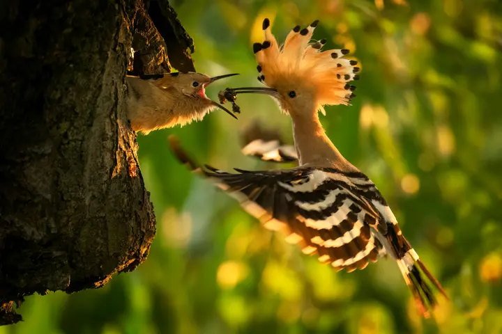 Hoopoe is feeding the young birds