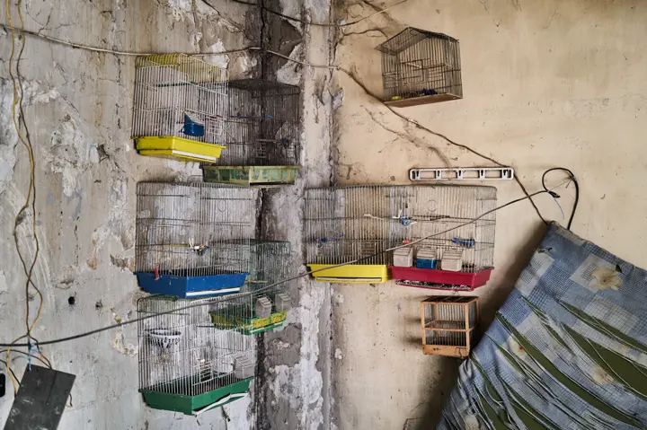 Empty Birdcages, 2024