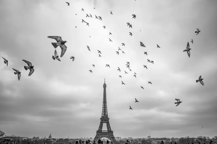 Mathieu Bitton photo of Eiffel Tower and Pigeons