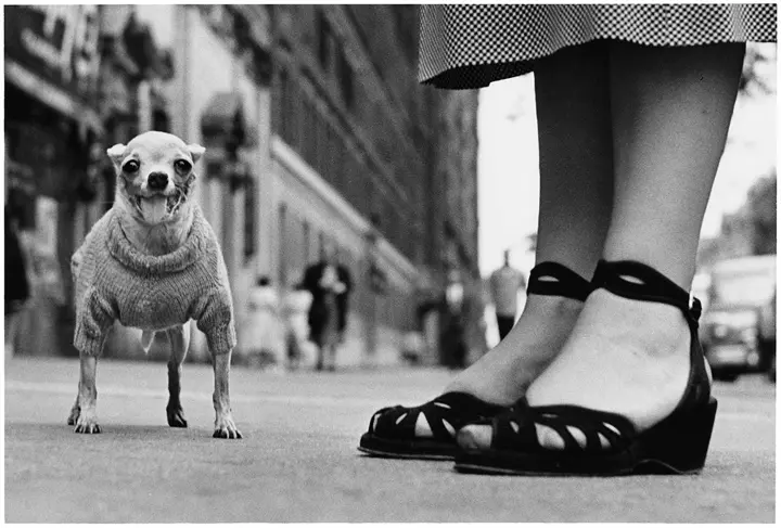 Dog, Erwitt, Leica Galerie Heidelberg