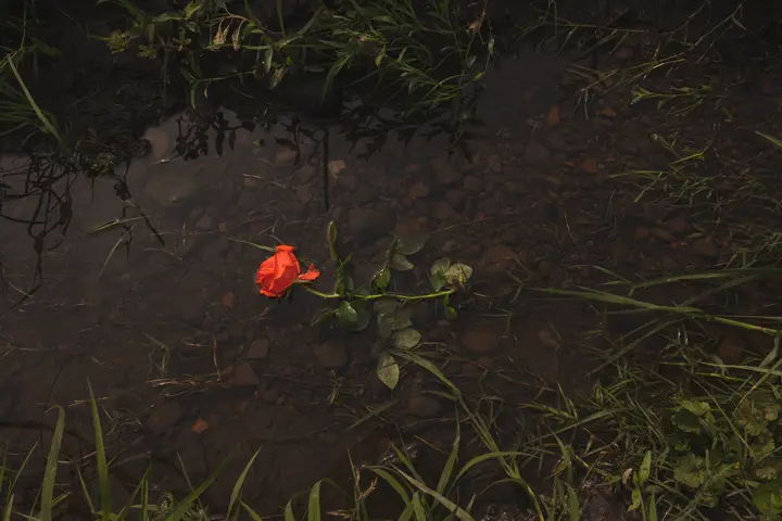 Single red rose lying in a shallow puddle among grass and dark soil, creating a quiet floral still life in Mexico.