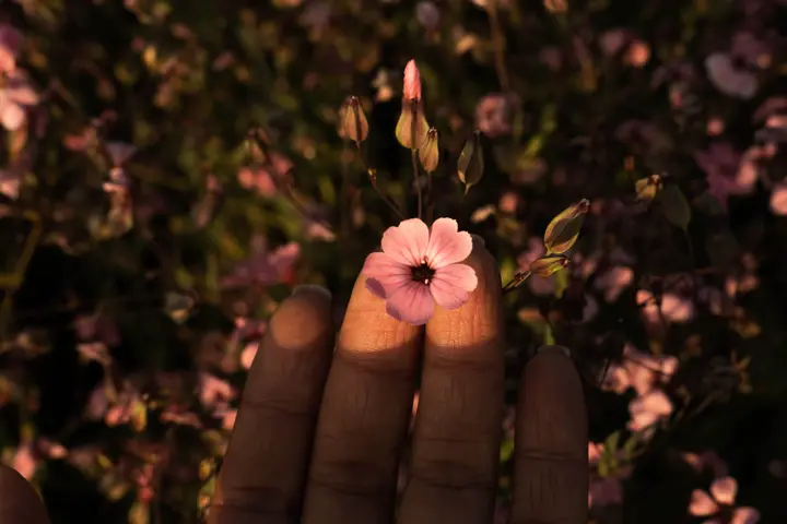 Close-up of a hand gently touching a small pink flower in warm sunlight, surrounded by softly blurred blossoms in Mexico.