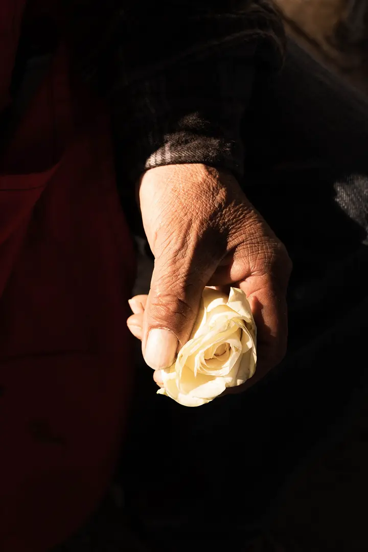 Close-up of a flower worker’s hand holding a single white rose, illuminated by strong sunlight against a dark background in Mexico.