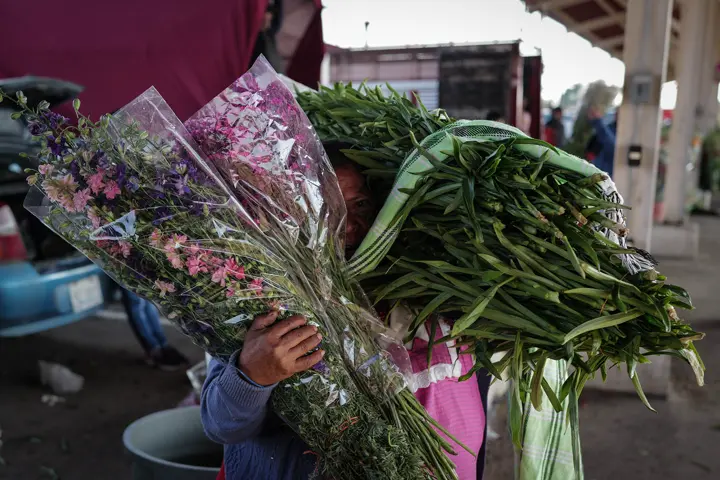 Flower vendor carrying large bundles of fresh flowers and green stems at a wholesale flower market in Mexico, her face partly hidden by the load.