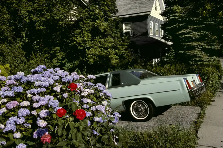 Une voiture garée, partiellement cachée par un buisson fleuri.