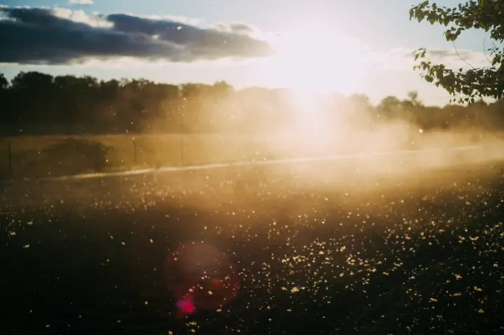 Sunlight filtering through dust particles above an open field, creating a glowing atmospheric scene at golden hour.