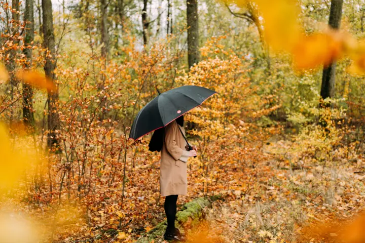 A woman with a black umbrella in the woods, surrounded by bushes and trees with orange leaves.