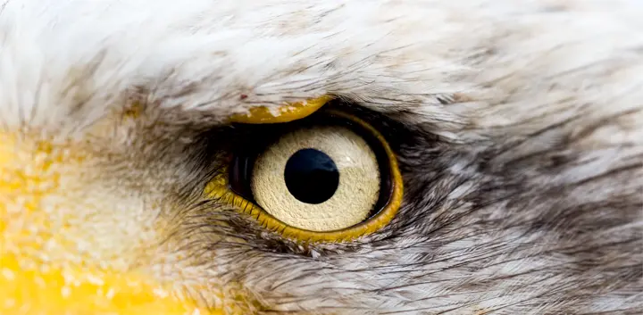 Adler Auge, Leica Galerie Heidelberg