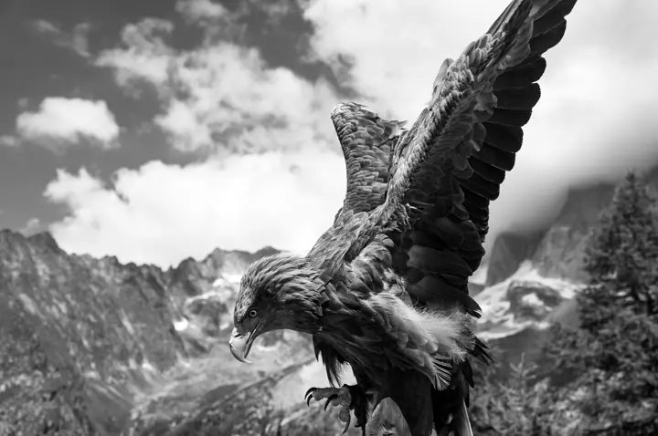 Adler Flügel, Leica Galerie Heidelberg