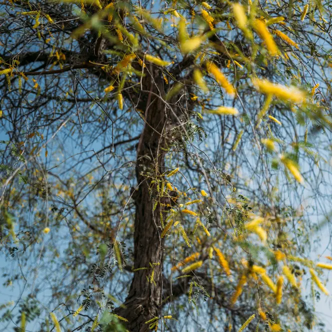 Image of trees from Photographer Obaid Albudoor