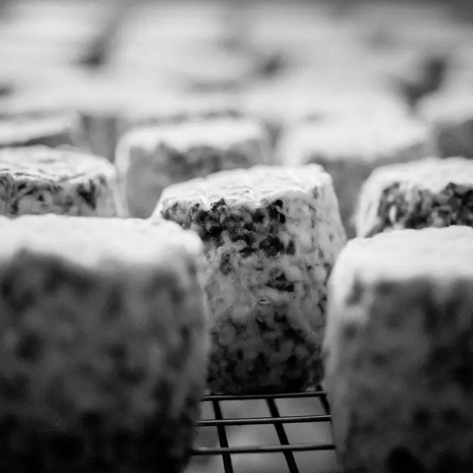 Close-up of a ripening blue cheese on a grid.