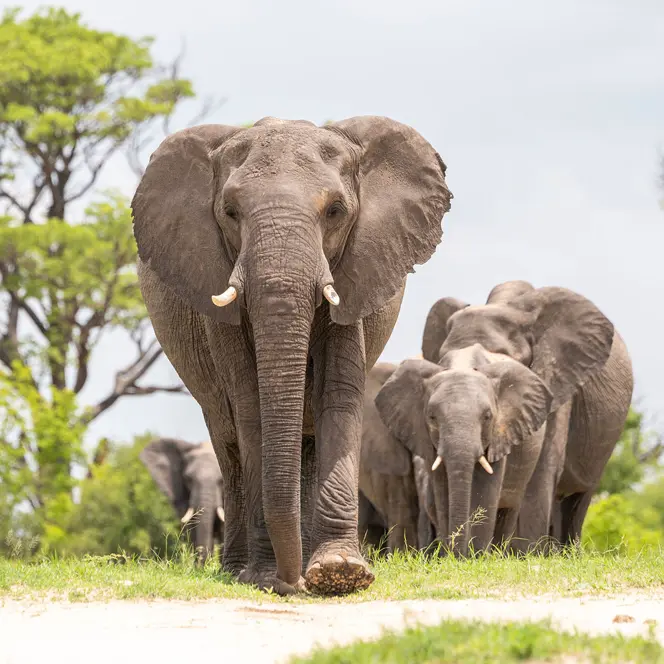 A group of elephants moves through a green landscape.