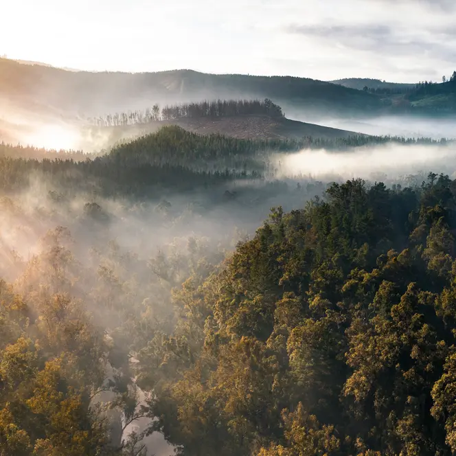 A misty forest is flooded with the first rays of sunshine of the day.