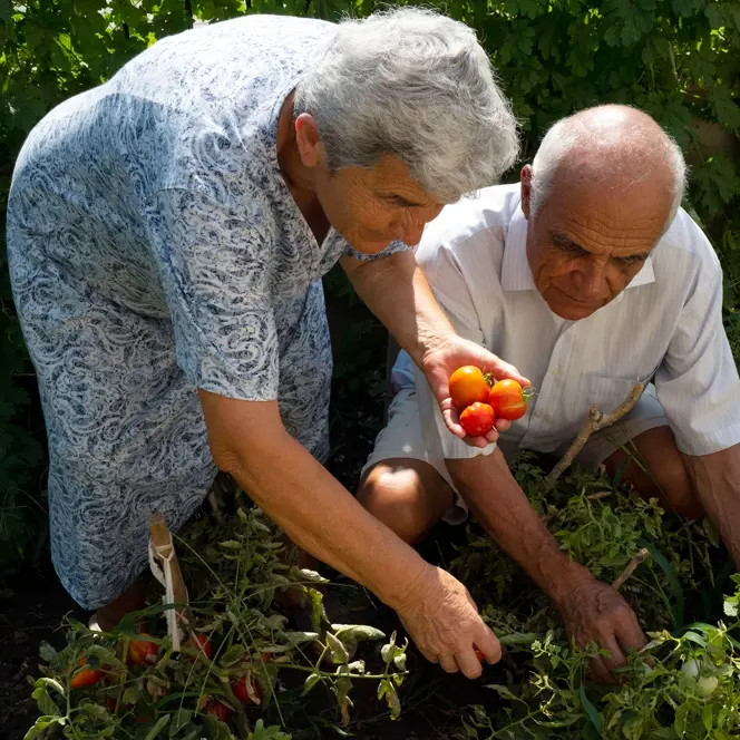 An elderly couple pick ripe tomatoes in their garden.