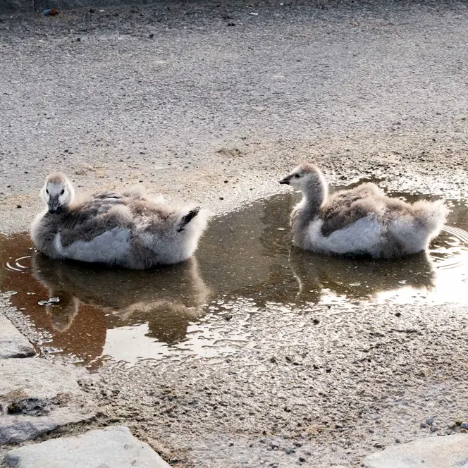 Two swan chicks rest in a small puddle on a paved road.
