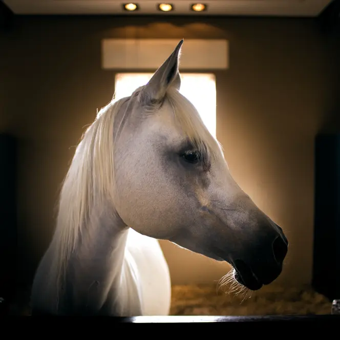 A white horse stands in a stable