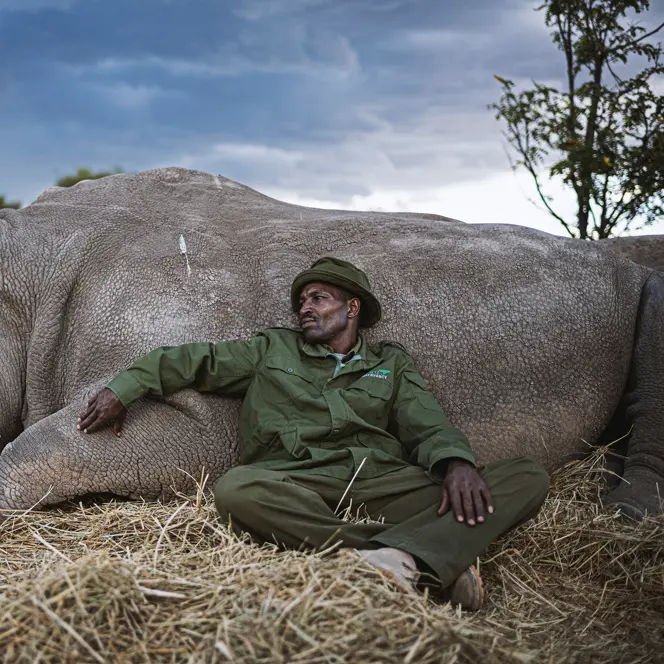 A man leaning against a lying rhinoceros, both resting on a meadow