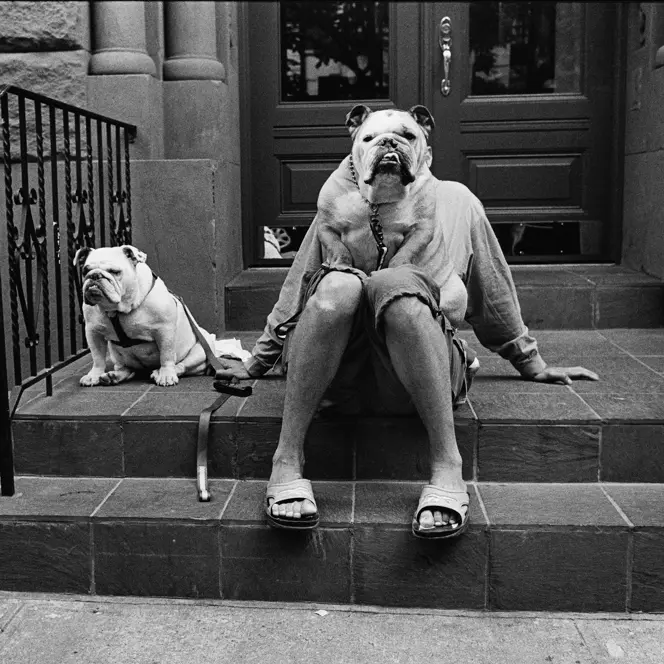 Person sits on steps with two dogs, one dog sits on the lap covering the person's upper body and face.