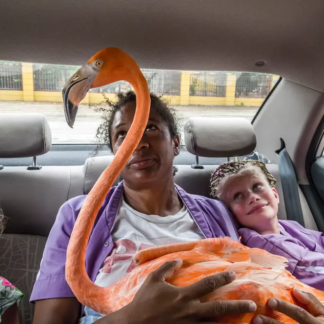 An adult and two children sit in the back seat of a car looking at a flamingo on the adult's lap. 